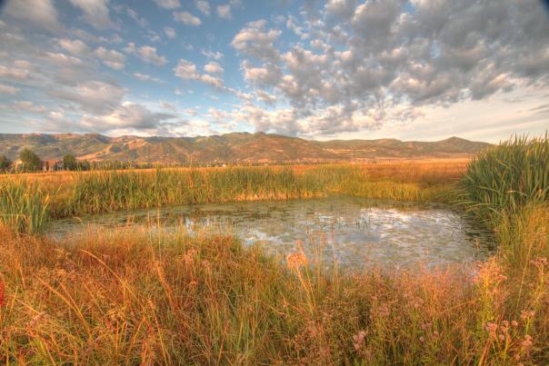 Scenic wetlands with small pond