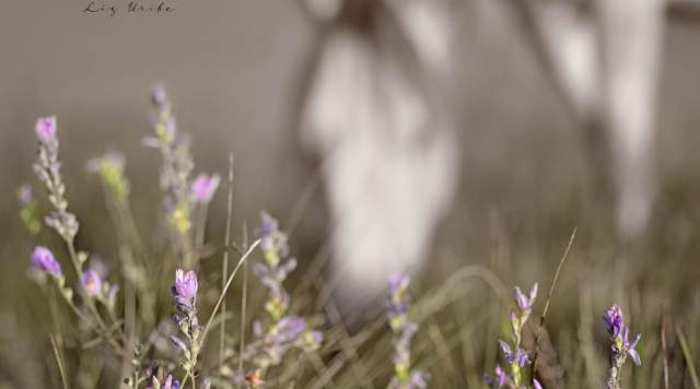 Cacoa Ceremony & Breathwork