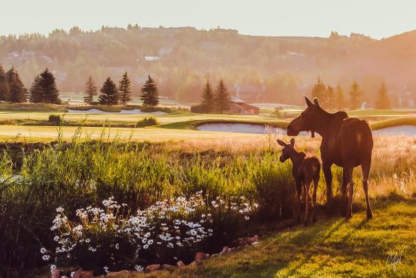 a mother and daughter moose during a sunset