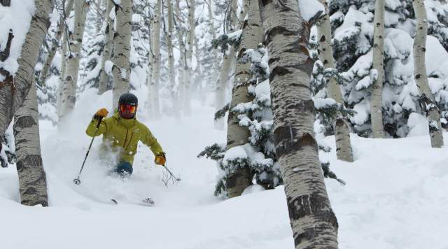 Man skiing through aspen grove on powder day