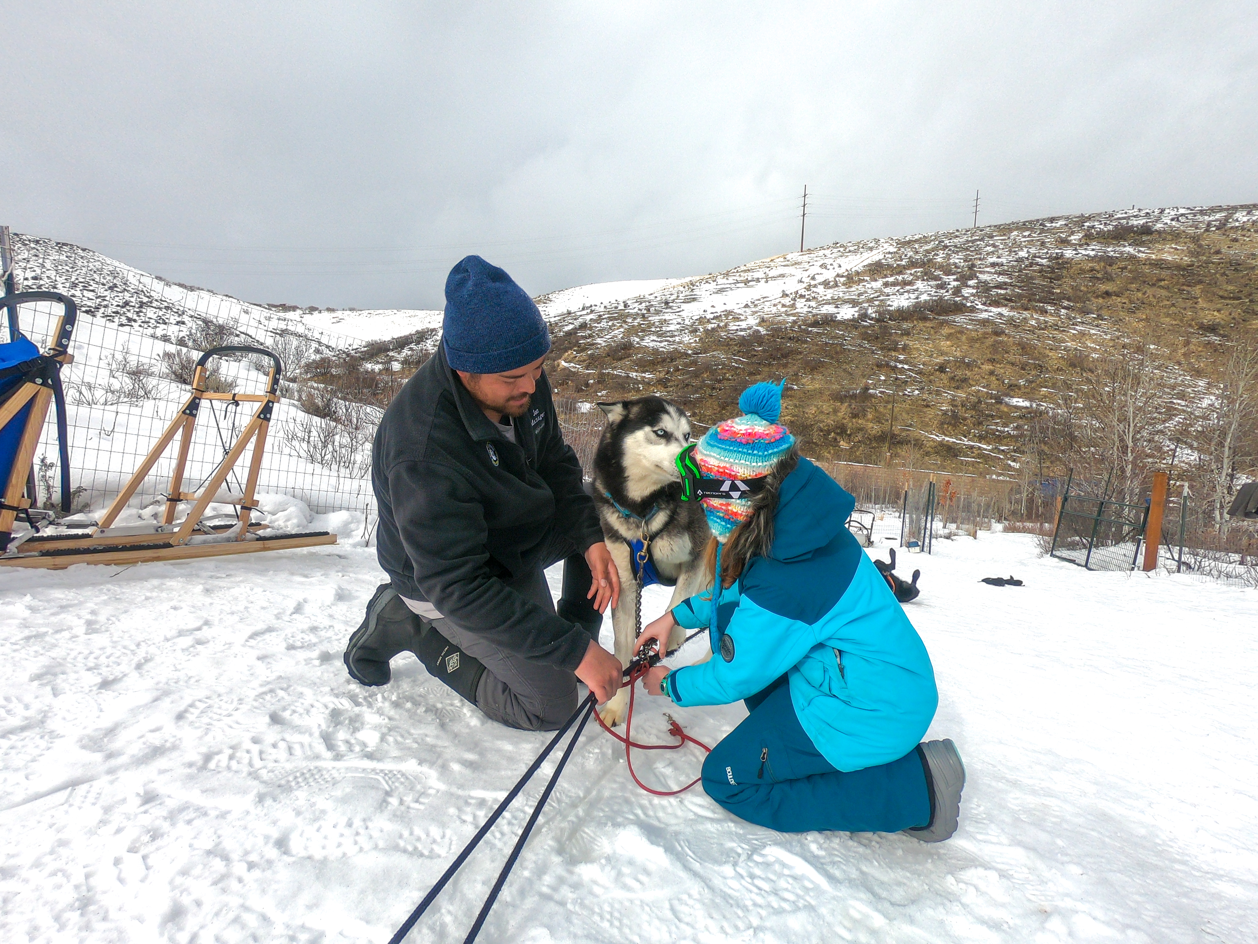 Dogsled musher shows young girl how to work with the dogs