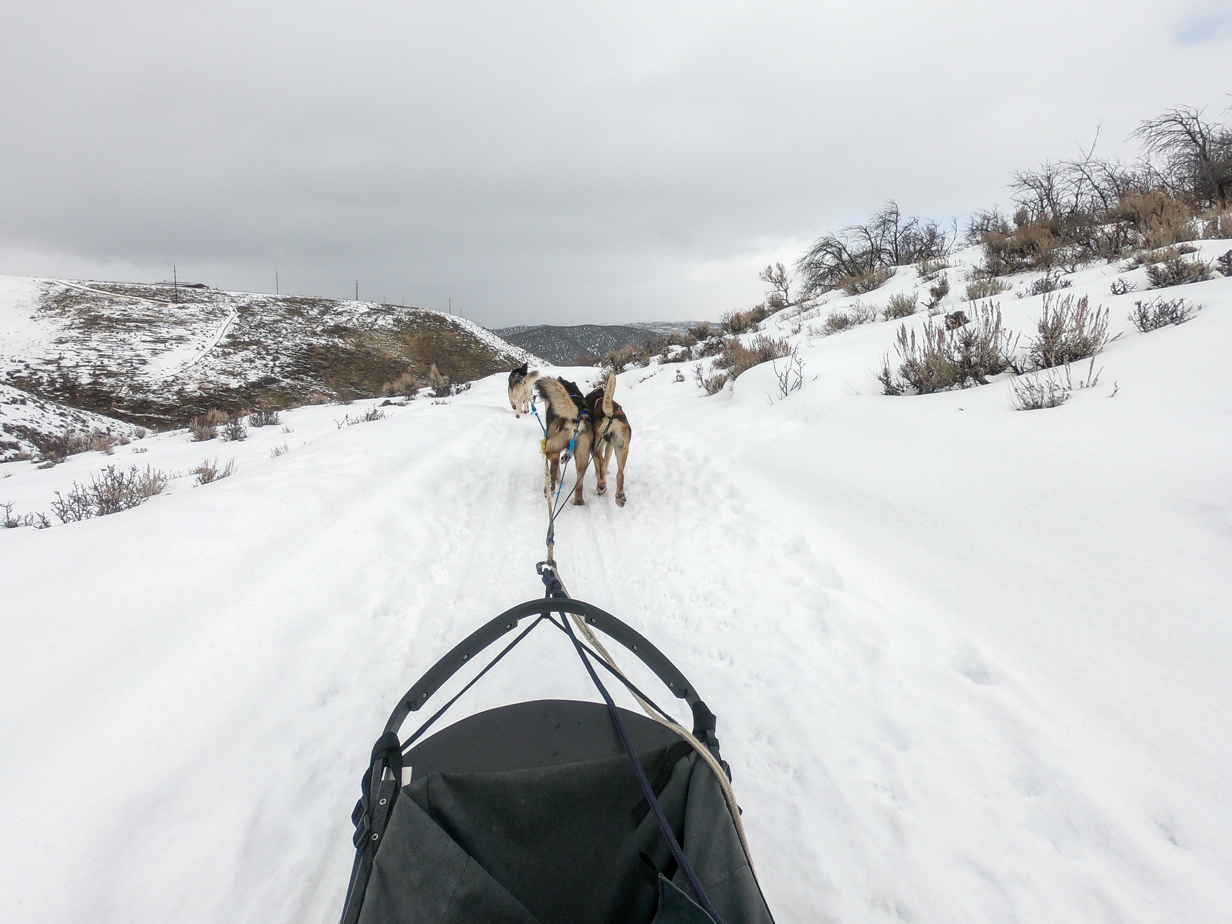 view of dogs from sitting in the dog sled