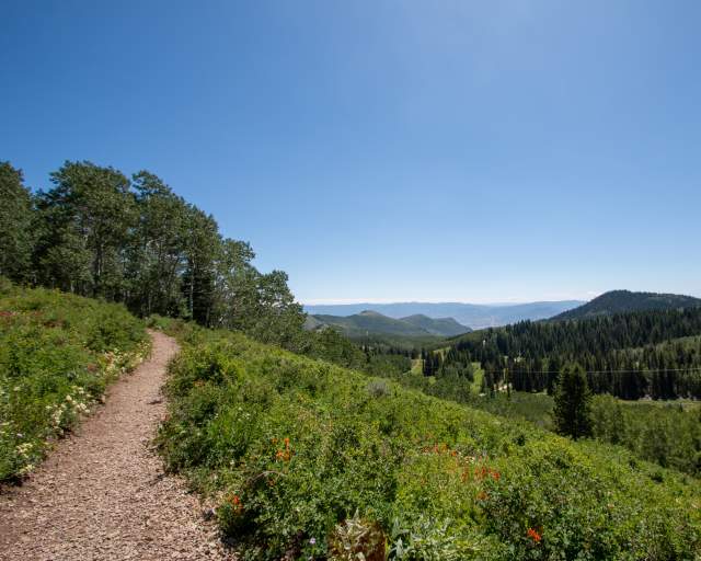 Hiking trail with flowers and scenic mountain view