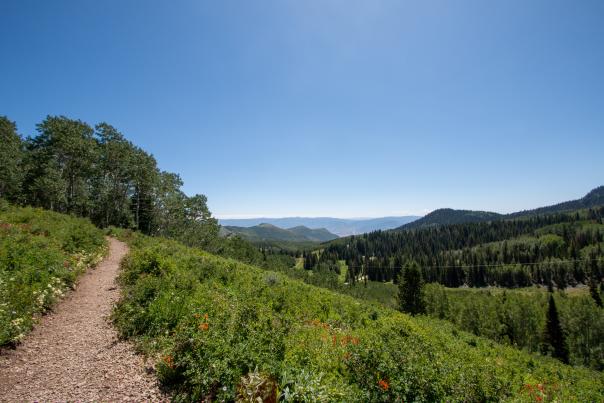 Hiking trail with flowers and scenic mountain view