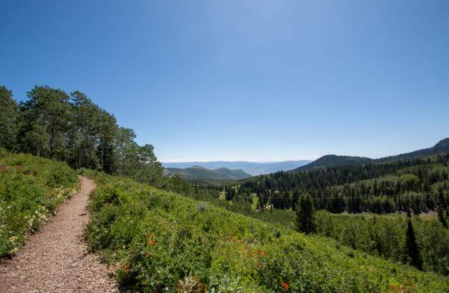 Hiking trail with flowers and scenic mountain view