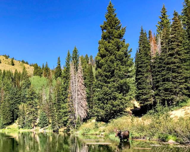 A moose standing in Bloods Lake