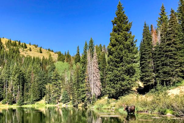 A moose standing in Bloods Lake