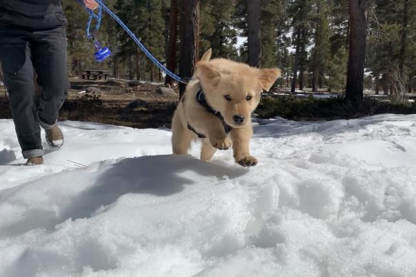 Puppy on leash playing in snow.