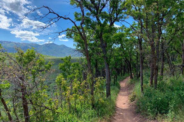 Mountain bike trail, Single Track