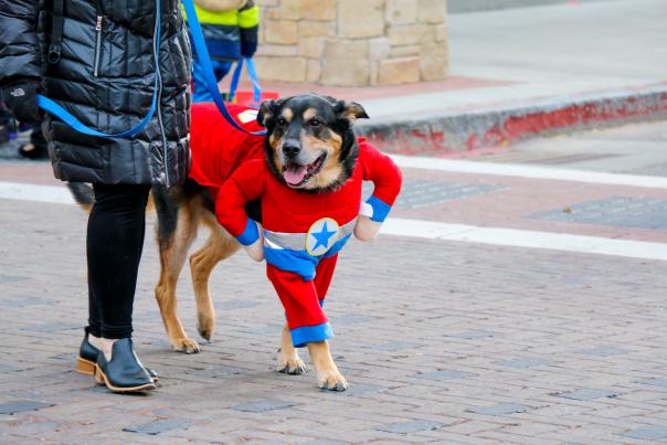 Dog in super hero costume