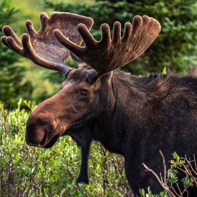 Moose