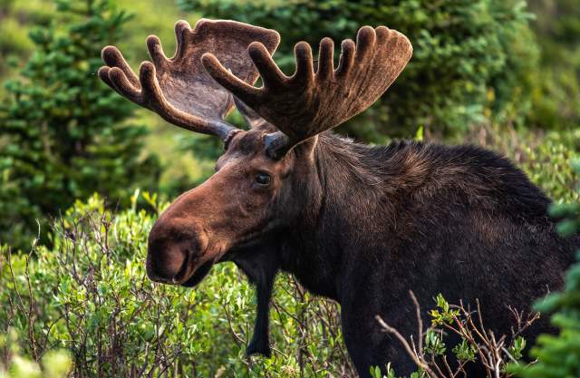 Moose