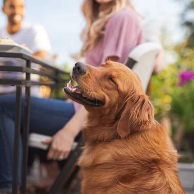 Dog on restaurant patio