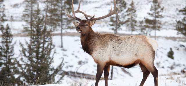 Bull Elk in Winter