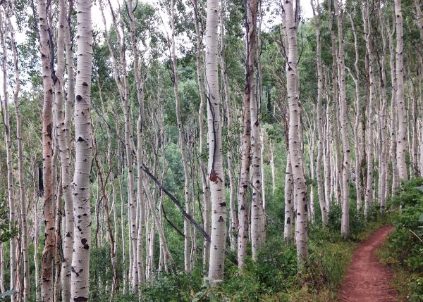 Mid Mountain Trail