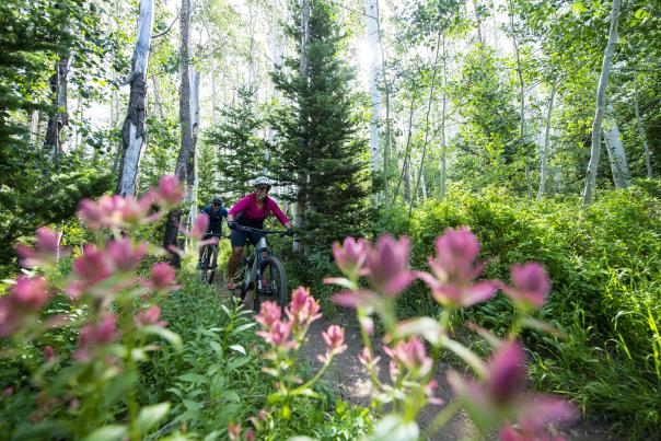 Two mountain bikers biking in the summer