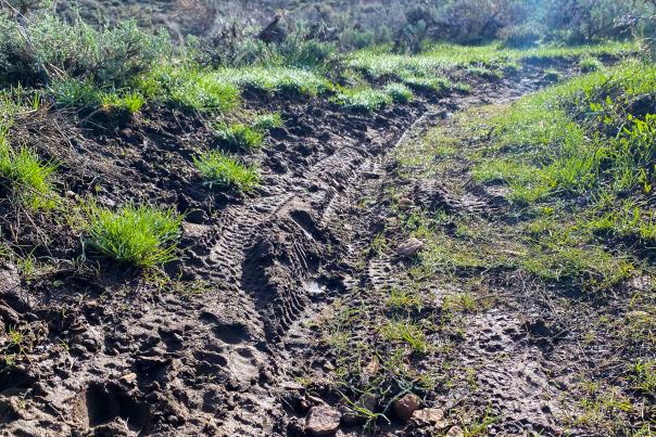 Ruts and other trail damage on a singletrack trail caused by riding in muddy conditions